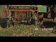 Tomato Harvest 2 1526